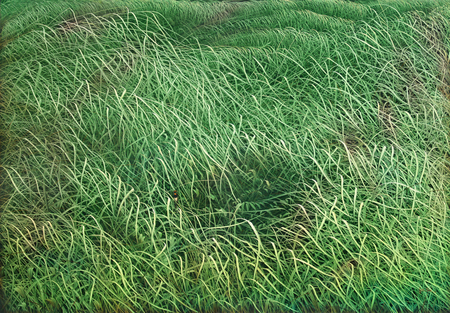 MIGUEL FLORIDO<br>
Joy in the Meadow,<br> <i>(Alegr�a en la Pradera)</i>,<br> 2016,<br> oil on canvas,<br> 51 x 70 5/8 inches